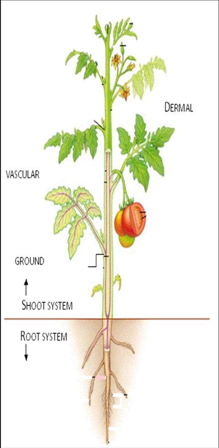 KINGDOM PLANTAE I. General - - - - II. Responses A. Tropisms - plant to a stimulus 1. - grows the stimulus 2. - grows the stimulus 3. - growth response 4. - growth response 5. - growth response 6.
