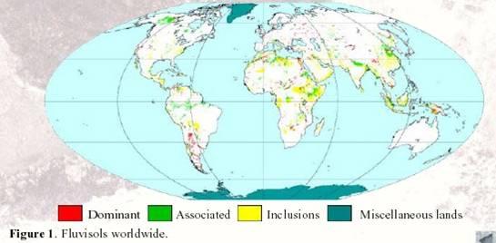 Thionic Fluvisols (acid sulfate soils) Worldwide about 24 Mi. ha (~ 0.