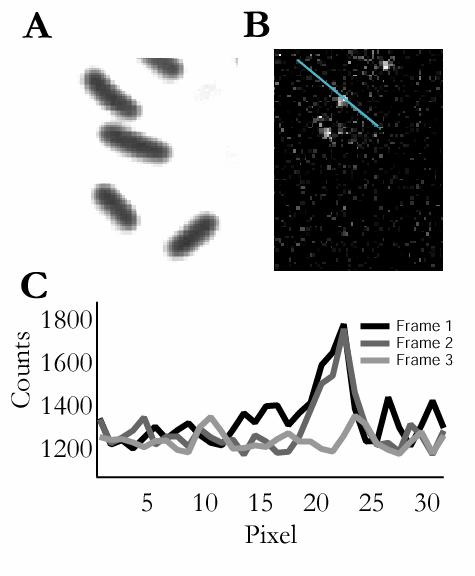 Figure S3. Single cell detection of LacY-YFP A) Phase contrast image of E. coli cells. (B) Corresponding fluorescence image of single LacY-YFP molecules in uninduced cells.