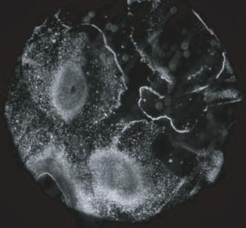 Microscope images of the CR-39 detector that was in contact with the Pd film deposited on a Ni screen obtained using magnifications of (c) 20 and (d) 200.