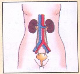 Name the organs involved in digestive system. VII. Answer in two sentences: 2m 1. What is an organ system? 2. What is reproductive system?