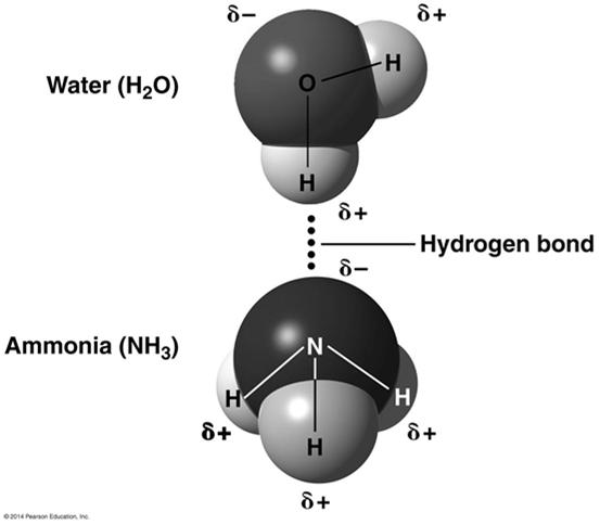 Bonding atom of molecule interacts with hydrogen