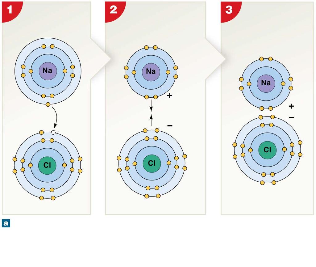 Figure 2-3a The Formation of Ionic Bonds Formation of ions Sodium atom Attraction between opposite charges Sodium ion (Na + ) Formation of an ionic compound Chlorine atom Chloride ion (Cl ) Sodium