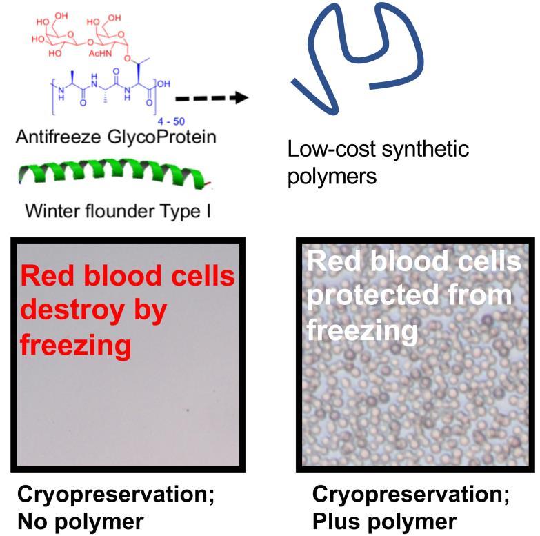 Example 1: Matt Gibson cryopreservation with GE Healthcare Use of low-cost synthetic polymers which