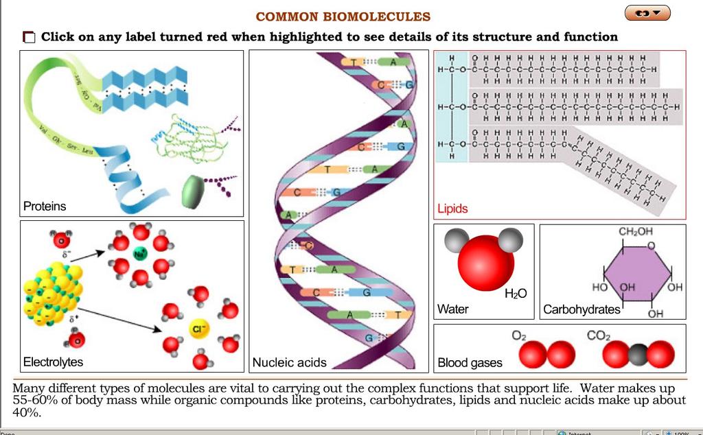 Activity 1: Common Biomolecules Navigation: WileyPlus > Read, Study, and Practice, Chapter 2. The Chemical Level of Organization > See > Anatomy Overview: Common Biomolecules 1.