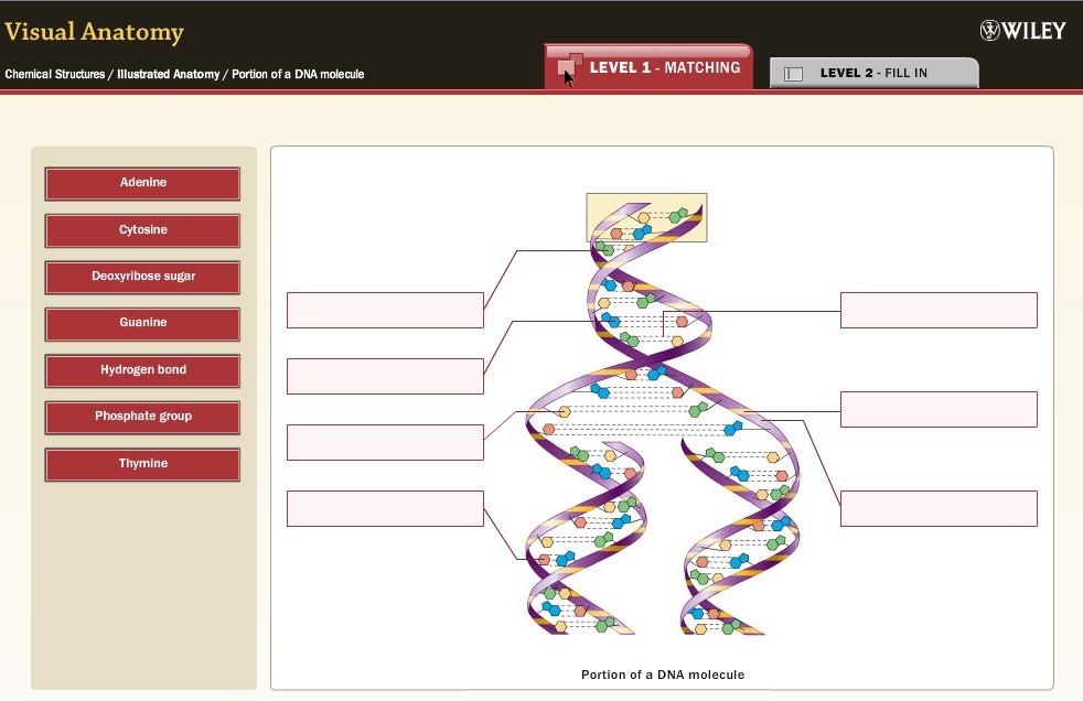 Activity 9: DNA Navigation: WileyPlus > Read, Study, and Practice, Chapter 2.