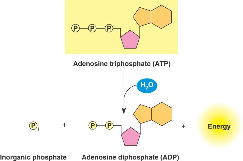 ATP The bonds between phosphate groups