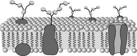 4 The fluid mosaic model outside inside carbohydrate part of glycoprotein phospholipid transport protein phospholipid The cell membrane is differentially permeable or selectively permeable.