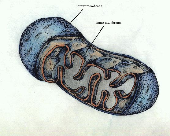 Mitochondria Cristae Lysosomes Form Single layered sack filled with digestive enzymes Function Digests: Bacteria Food Parts of cells See