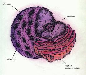Nucleus Nucleolus E.R.