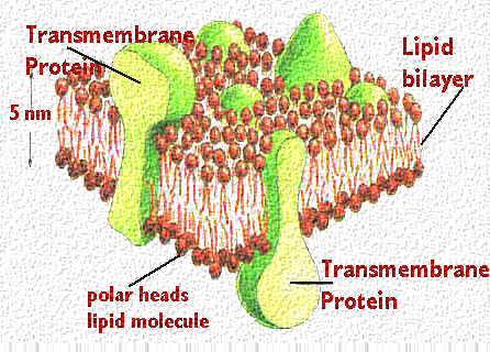 Membrane Proteins Three types of proteins Marker proteins Like a name tag for the cell Receptors Transmit information across the membrane Channels Act as passageways