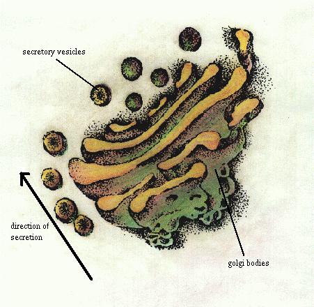 Cellular/Extra-Cellular Proteins Cellular proteins are for use inside the cell Extra-cellular proteins are for use outside the cell For example: a saliva gland would
