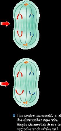 Meiosis Requires two divisions of the nucleus Meiosis I- (Just
