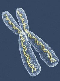 Cell Organelles : Chromosome Made of DNA and, protein located