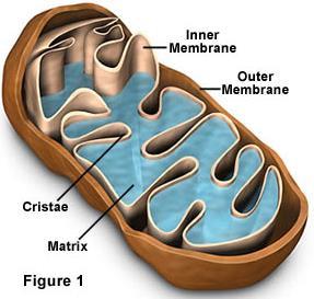 Cell Organelles : Mitochondria Site of. cellular respiration This is where organic molecules are broken down to release energy in the form of.