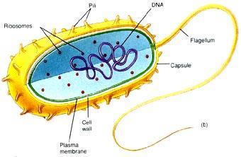 Simple vs. Complex Simple cells called prokaryotes do NOT have.