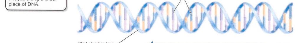 encoded in its genes Genes are located along DNA molecules