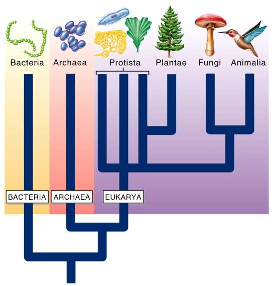 A phylogenic tree indicates evolutionary relationships Prokaryotes Eukaryotes PROTISTS are the