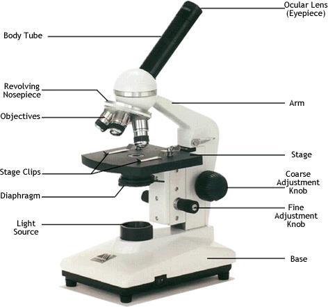 Light Microscope Can observe living cells Less Expensive Don t magnify as much as an E.M. Resolution Magnification Objective x eyepiece Rules: 1.