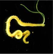 Phylum: Annelida Class: Polychaeta Mud worm Family: Spionidae o Predatory - Prey consist of small invertebrates, sometimes other polychaetes, usually caught using a proboscis with jaws.