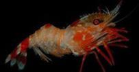 Phylum: Arthropoda Class: Malacostraca Order: Decapoda Crabs, lobsters, and crayfish Suborder: Pleocyemata o Predators Large invertebrates are common prey for decapods.