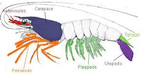 o Detritivores/Filter-feeders - Some crabs, like the fiddler crab, scoop up mud and sand and then strain out the food, while many burrowing shrimp filter feed from a water current.