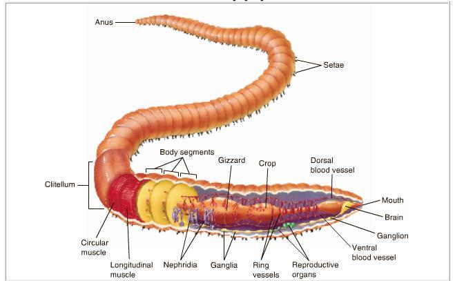 Annelids Annelids have a true coelom, a closed circulatory system, a segmented body plan, and nerve cord that transports sensory information to the brain and motor signals to the