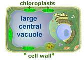 through the cell Nucleus Purpose of nucleus Control center of cell How plant cells
