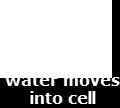 transport osmosis Osmosis The passive transport of water molecules across a cell membrane to area of less concentration.
