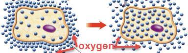 The passive transport of substances other than water across a cell membrane (oxygen passes into blood cells) Selective