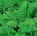 Vascular plants that reproduce with spores rather than seeds Ferns nonvascular plants