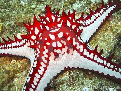 Sea Stars Also known as starfish Many species have more than five arms sea star creep