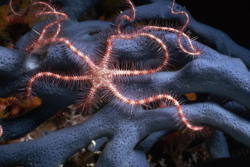 Brittle Stars Live in tropical seas usually on coral reefs Resemble sea stars They