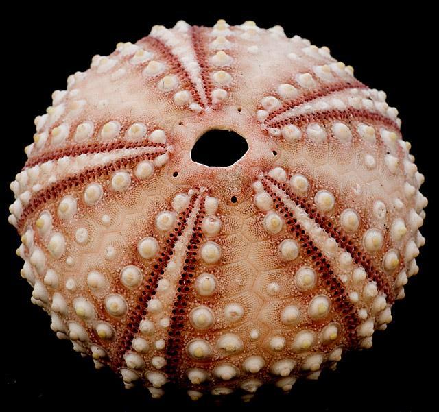 Characteristics of Echinoderms Five-part radial symmetry (Pentaradial) Internal skeleton - made up of hardened plates of