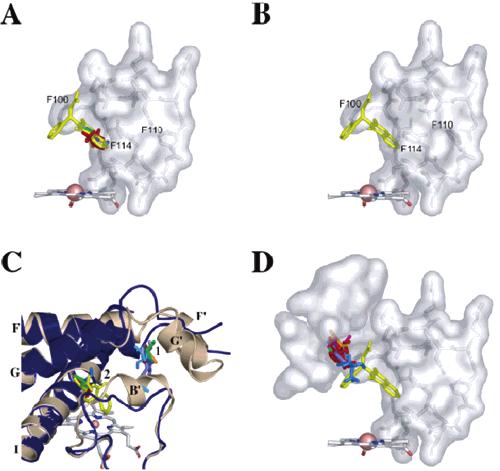 Solvent Mapping of P450s Biochemistry, Vol. 45, No. 31, 2006 9403 FIGURE 6: The binding pockets of P450 2C9. (A) P450 2C9 bound to S-warfarin (PDB structure 1OG5). (B) Substrate-free P450 2C9 (1OG2).