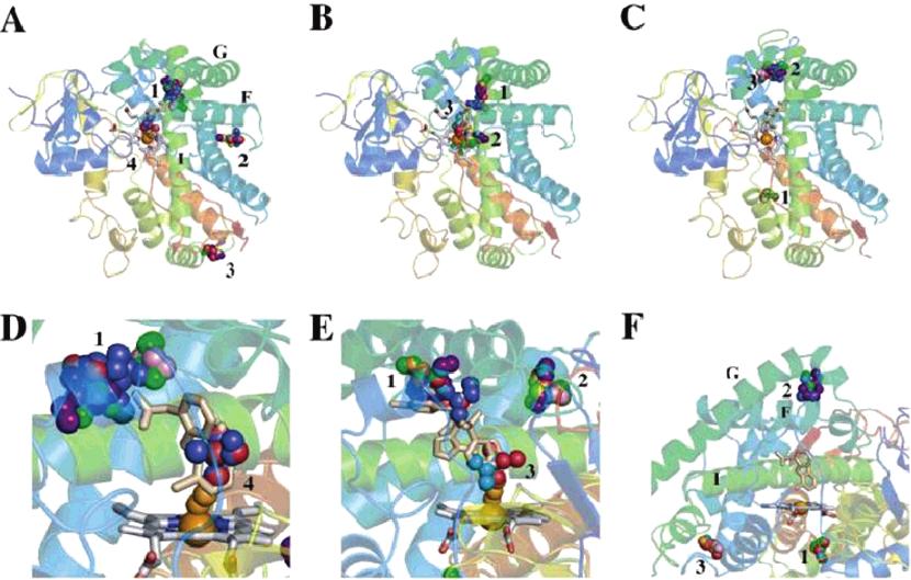 Solvent Mapping of P450s Biochemistry, Vol. 45, No. 31, 2006 9401 FIGURE 4: Mapping of P450 2C5 structures. (A) P450 2C5 bound to diclofenac (structure 1NR6). The F, G, and I helices are labeled.