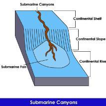 water currents along sea floor that carve out submarine canyons