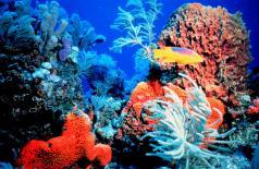 Coral Reef Coral Reef Like rainforest of the