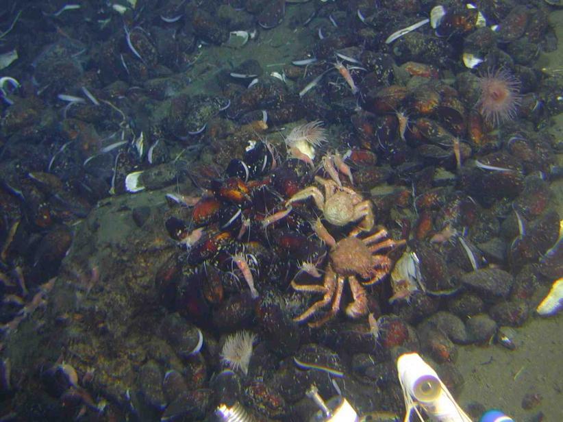 Hydrothermal vent communities Some animals can utilise