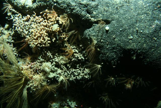 abundant communities Sponge and corals on
