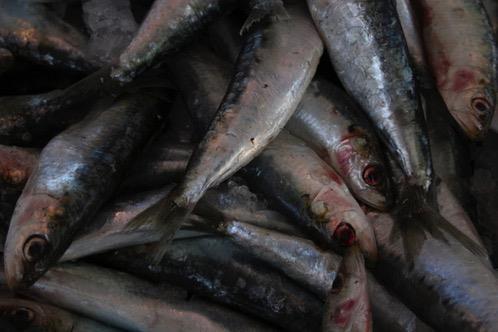 Impacts in Pictures The sardine population is