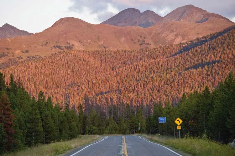 Impacts in Pictures More than 102 million dead trees now litter