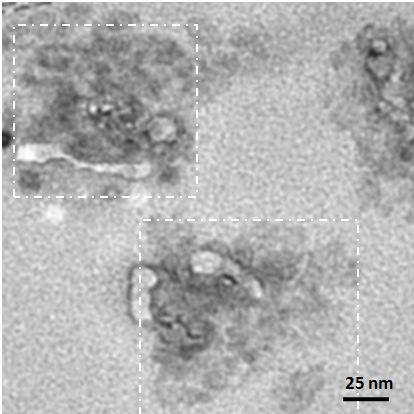 Supplementary Figure S11 TEM image of products obtained after 8-hour reaction.