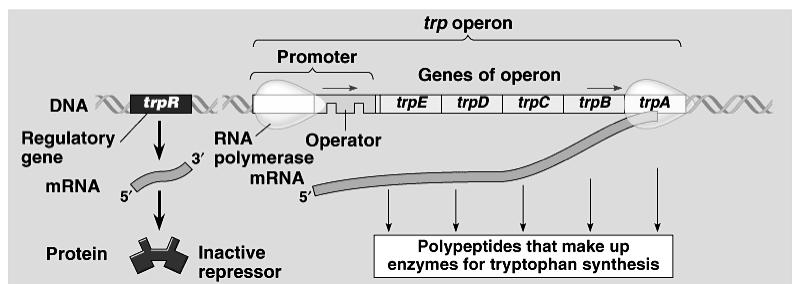 Different way to Regulate Metabolism n Gene regulation u instead of blocking enzyme function, block transcription of genes for all enzymes in tryptophan pathway n saves energy by not wasting it on