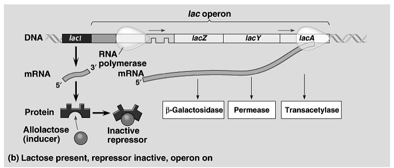 gene3 gene4 m Digestive pathway model When tose is present, binds to repressor protein & triggers repressor to release u induces transcription repressor