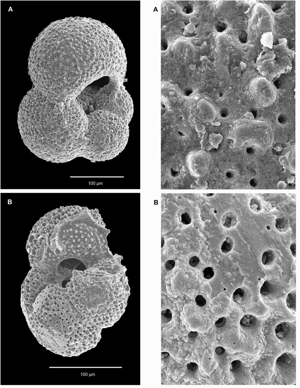 Fig. 5. Globigerina praebulloides from Gurlarn (A) and Stockhausen (B) and details of shells (right side).