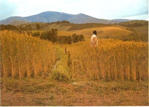 fertilizers on wheat in Rwanda:
