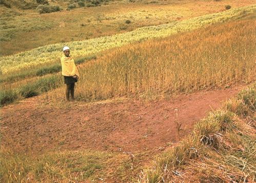 fertilizers on wheat in Rwanda: a plot