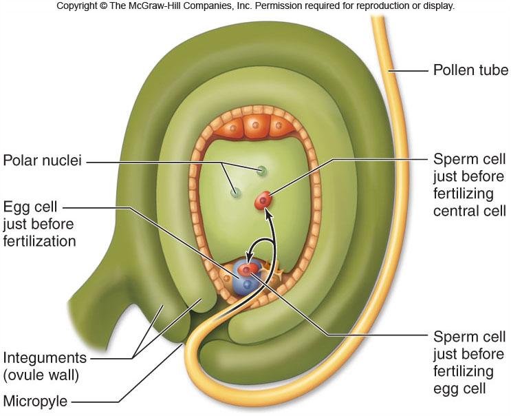 -One sperm fertilizes central cell and initiates endosperm development -Other sperm