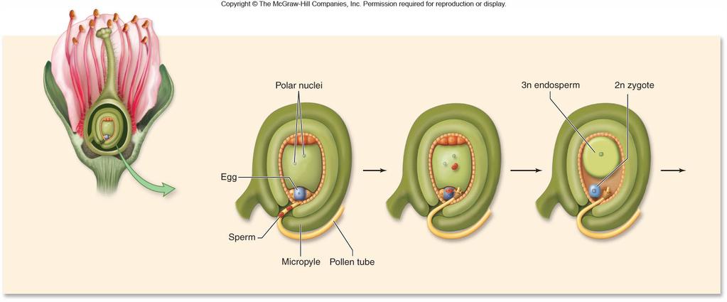 Embryo Development The first zygote division is asymmetrical, resulting in two unequal